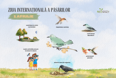 Ziua internațională a Păsărilor și rolul lor în echilibrul naturii